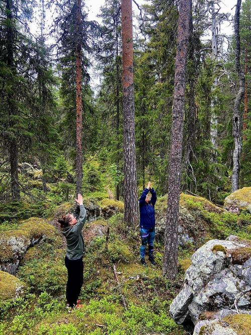 Metsäjooga palautumista luonnon rauhassa.